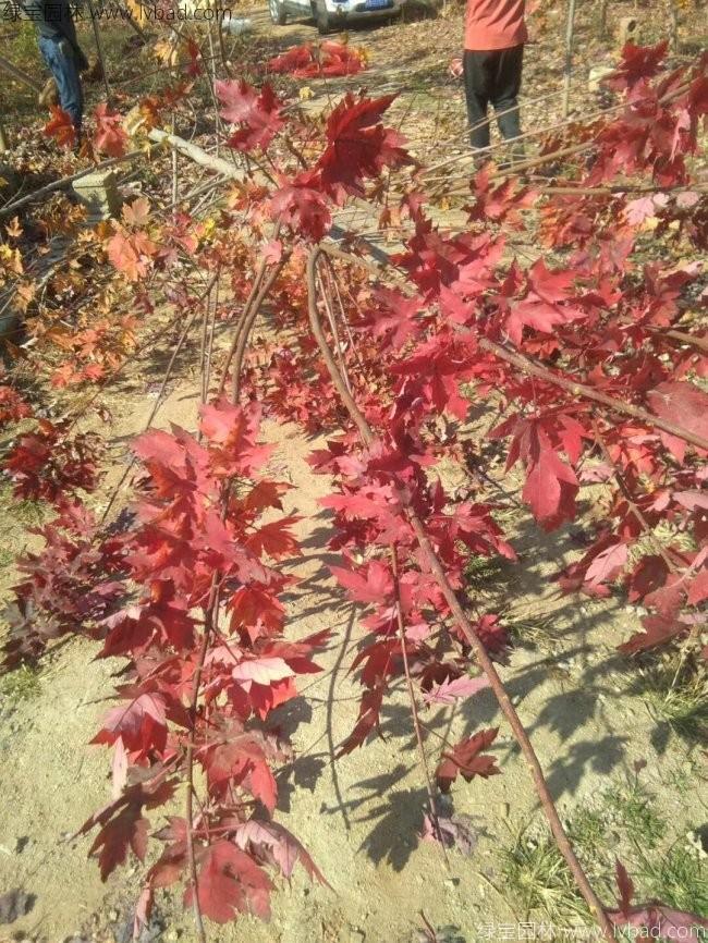 美國<a href='http://m.zishuwang.com.cn/linmuzhongzi/1706.html' target='_blank'>紅楓</a>