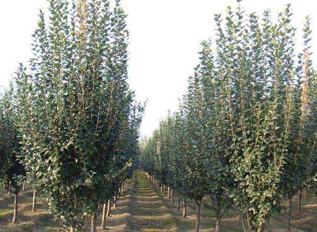<a href='http://m.zishuwang.com.cn/xiaoqiaomu/3555.html' target='_blank'>西府海棠</a>樹葉