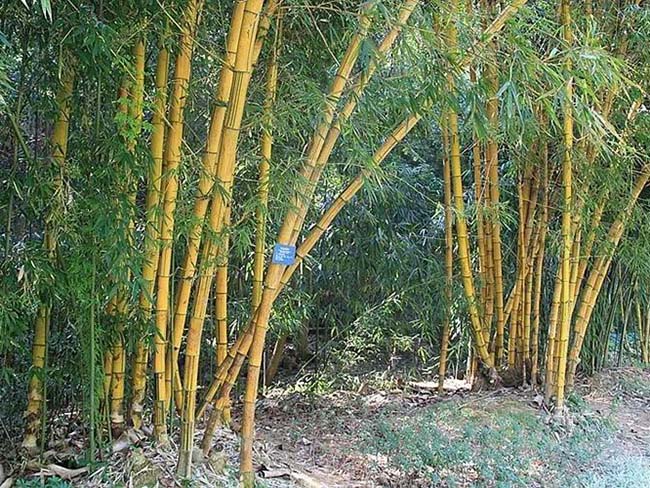 <a href='http://m.zishuwang.com.cn/zhumiaozhuzi/3443.html' target='_blank'>黃槽竹</a>