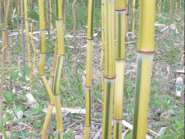 <a href='http://m.zishuwang.com.cn/zhumiaozhuzi/3448.html' target='_blank'>金鑲玉竹</a>