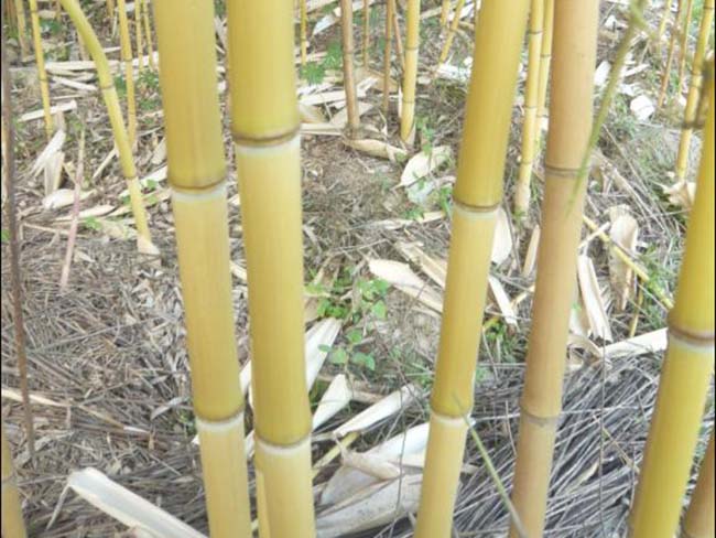 金鑲<a href='http://m.zishuwang.com.cn/linmuzhongzi/2254.html' target='_blank'>玉竹</a>
