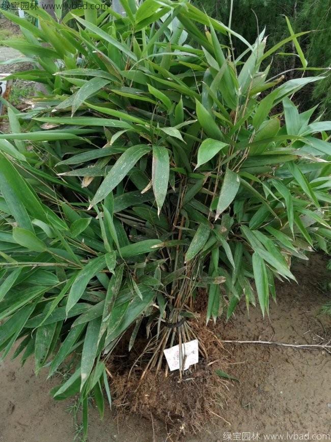 <a href='http://m.zishuwang.com.cn/zhumiaozhuzi/3450.html' target='_blank'>箬竹</a>