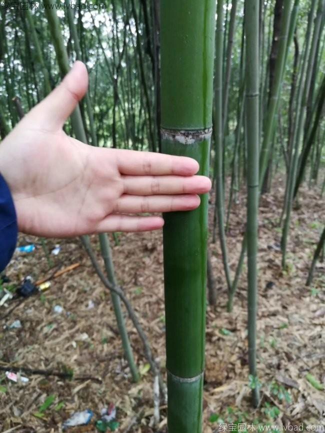 <a href='http://m.zishuwang.com.cn/linmuzhongzi/2256.html' target='_blank'>楠竹</a>
