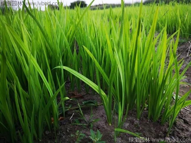 水<a href='http://m.zishuwang.com.cn/caohuazhongzi/1029.html' target='_blank'>菖蒲</a>