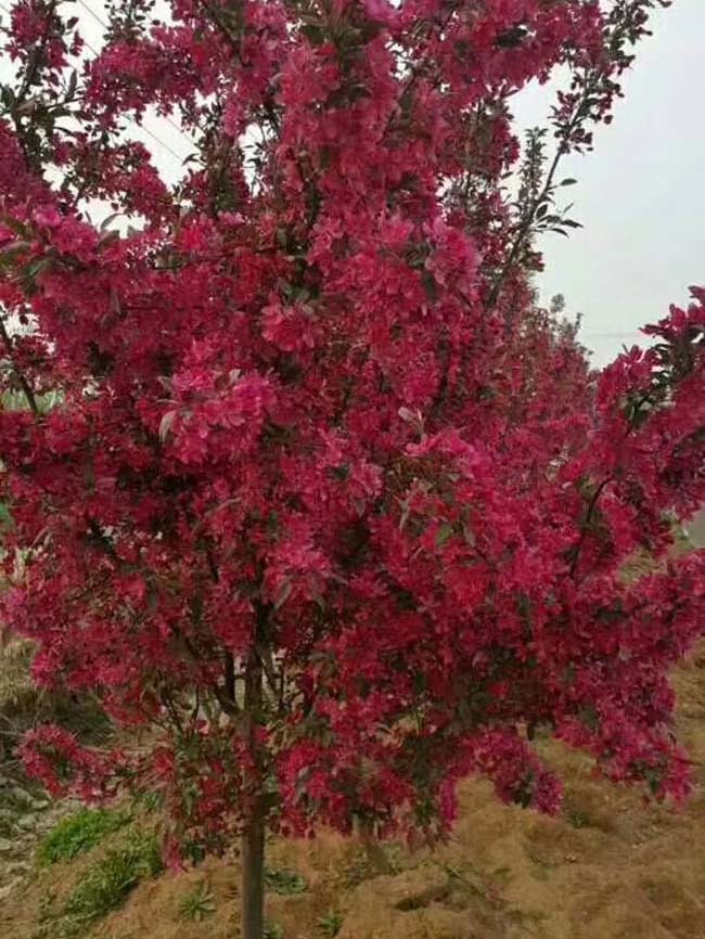 <a href='http://m.zishuwang.com.cn/xiaoqiaomu/3535.html' target='_blank'>北美海棠</a>