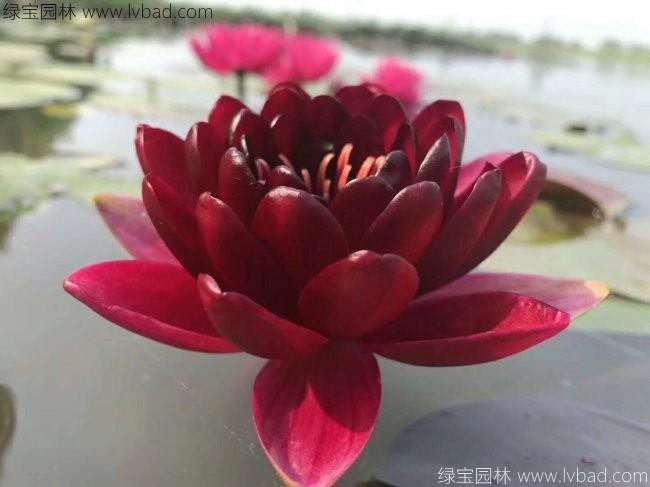 <a href='http://m.zishuwang.com.cn/shuishengshuicao/3439.html' target='_blank'>荷花種苗</a>