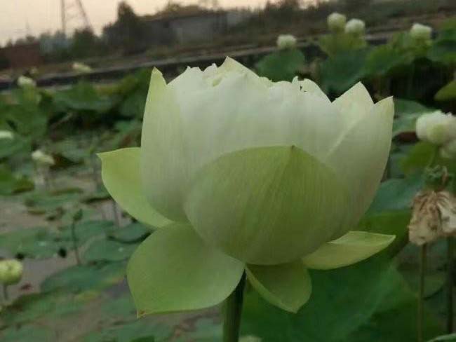 <a href='http://m.zishuwang.com.cn/shuishengshuicao/5941.html' target='_blank'>蓮藕苗</a>