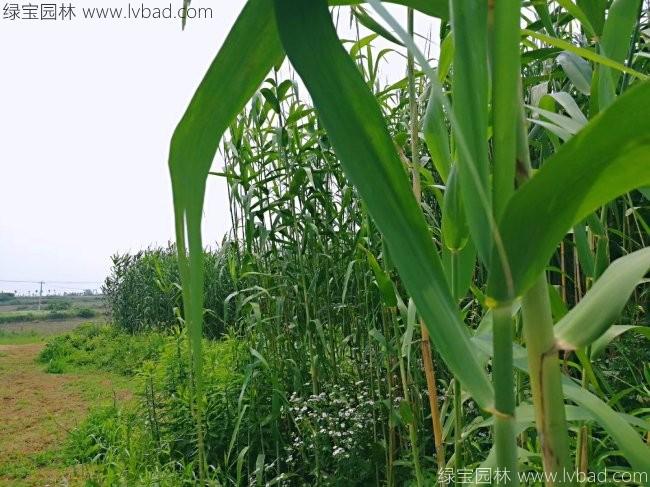 <a href='http://m.zishuwang.com.cn/shuicaozhongzi/1587.html' target='_blank'>蘆葦</a>