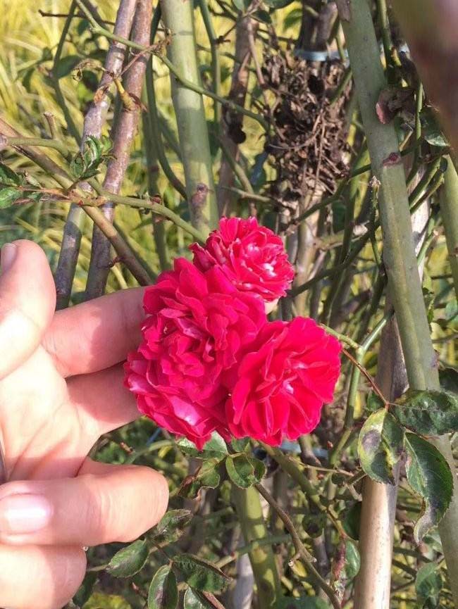 <a href='http://m.zishuwang.com.cn/linmuzhongzi/1702.html' target='_blank'>薔薇</a>花