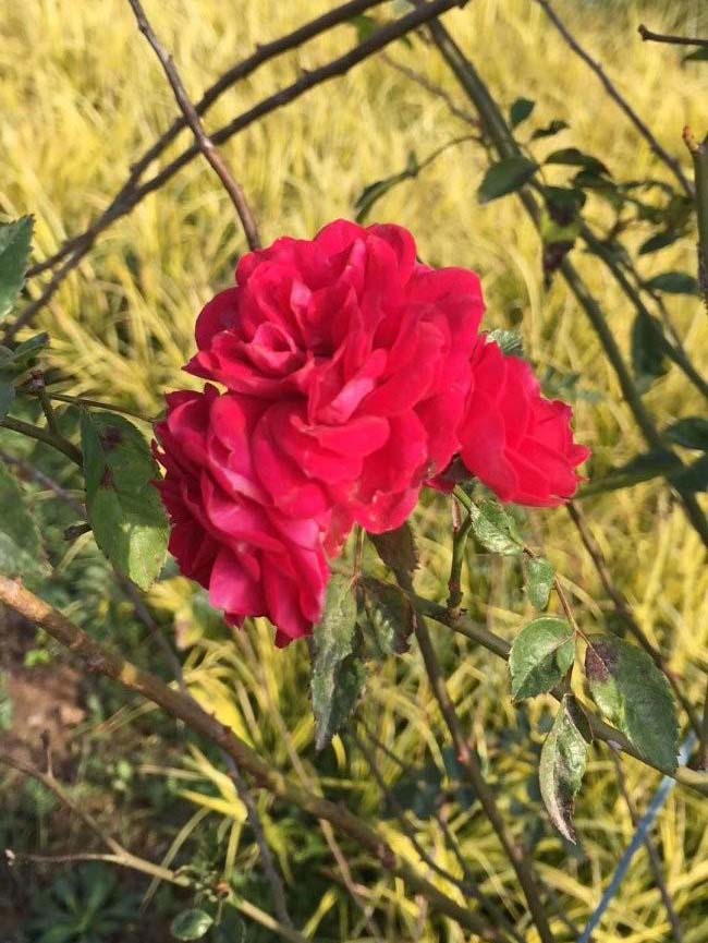 <a href='http://m.zishuwang.com.cn/tengbenpanyuanzhiwu/3421.html' target='_blank'>薔薇花</a>