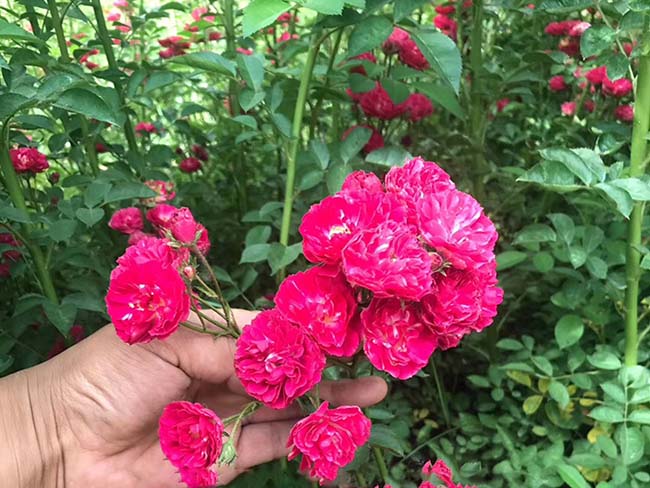 <a href='http://m.zishuwang.com.cn/linmuzhongzi/1702.html' target='_blank'>薔薇</a>花