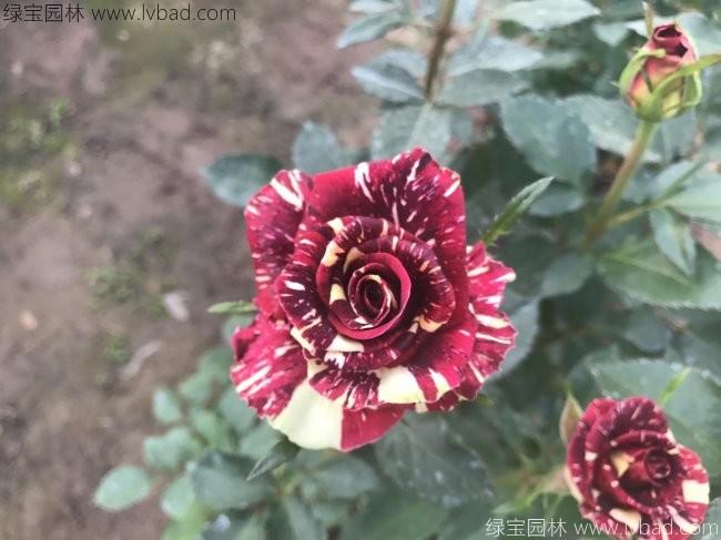 歐月<a href='http://m.zishuwang.com.cn/linmuzhongzi/1700.html' target='_blank'>月季花</a>苗