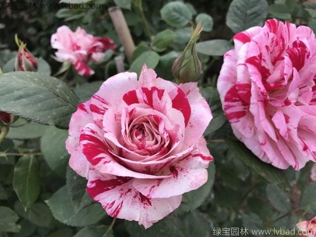 歐月<a href='http://m.zishuwang.com.cn/tengbenpanyuanzhiwu/3570.html' target='_blank'>月季</a>花苗