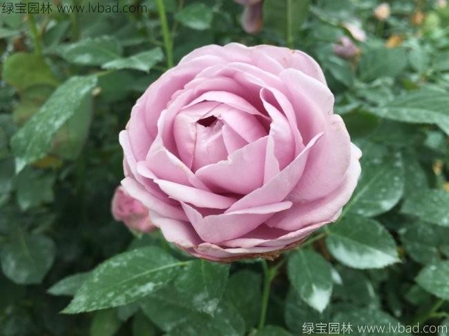 <a href='http://m.zishuwang.com.cn/linmuzhongzi/1700.html' target='_blank'>月季花</a>