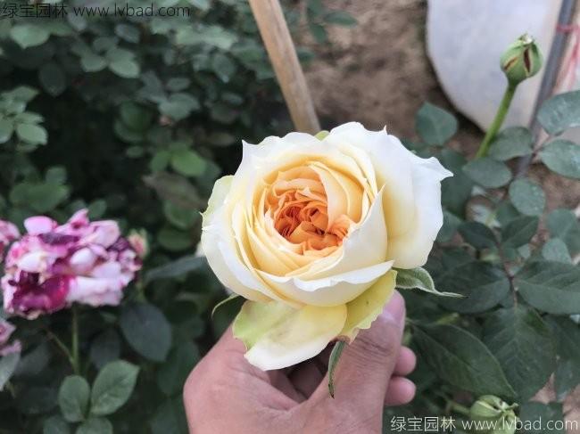 <a href='http://m.zishuwang.com.cn/tengbenpanyuanzhiwu/3570.html' target='_blank'>月季</a>花