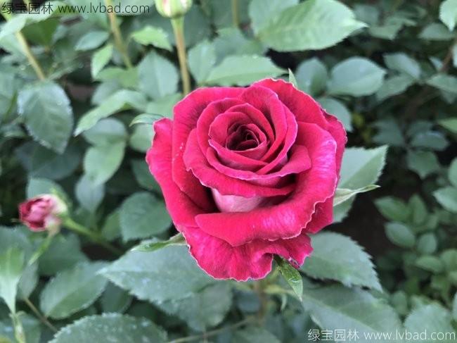 <a href='http://m.zishuwang.com.cn/tengbenpanyuanzhiwu/3570.html' target='_blank'>月季</a>花