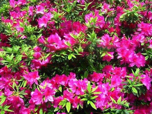 <a href='http://m.zishuwang.com.cn/dibeiguanmu/3572.html' target='_blank'>杜鵑花</a>苗