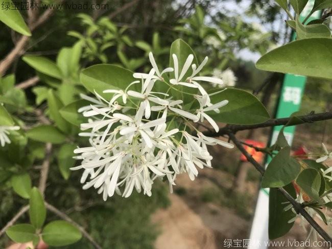 <a href='http://m.zishuwang.com.cn/linmuzhongzi/1846.html' target='_blank'>流蘇</a>樹(shù)
