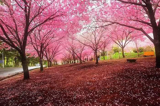 日本<a href='http://m.zishuwang.com.cn/linmuzhongzi/1777.html' target='_blank'>櫻花</a>
