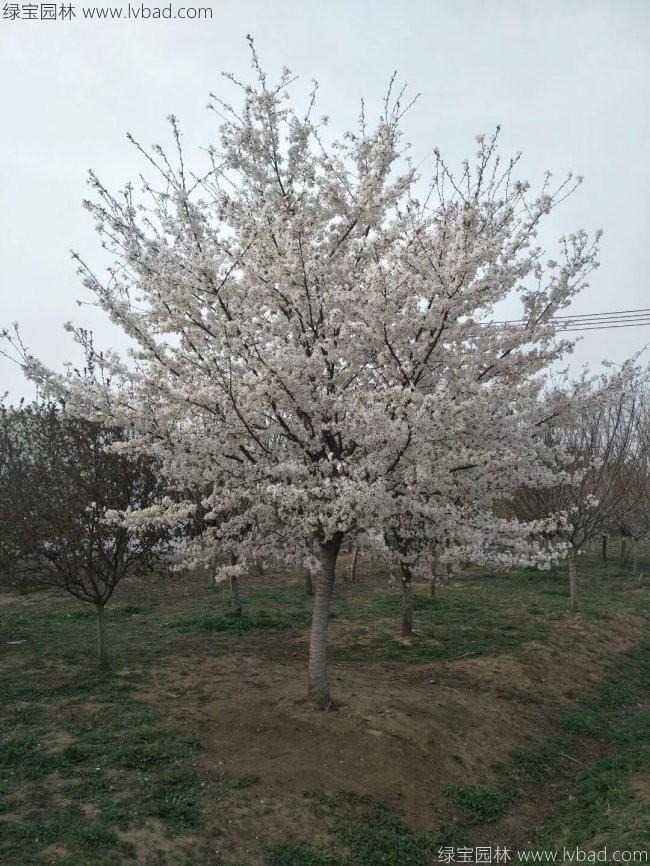 <a href='http://m.zishuwang.com.cn/xiaoqiaomu/3536.html' target='_blank'>日本櫻花</a>