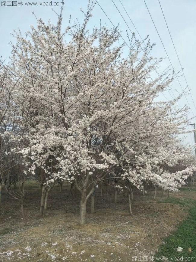 日本<a href='http://m.zishuwang.com.cn/linmuzhongzi/1777.html' target='_blank'>櫻花</a>