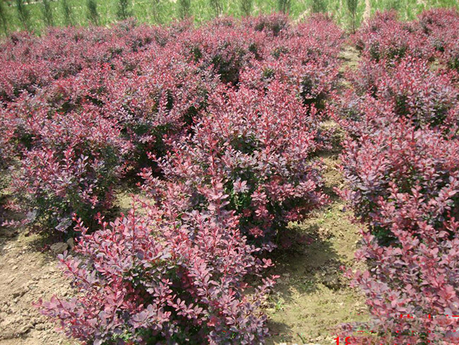 <a href='http://m.zishuwang.com.cn/linmuzhongzi/1753.html' target='_blank'>紅葉小檗</a>球
