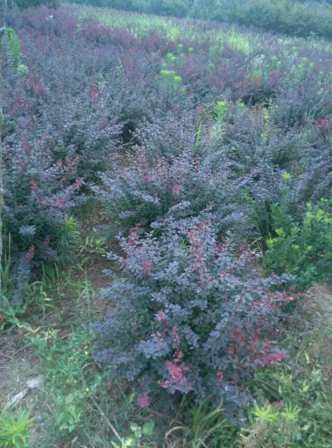 <a href='http://m.zishuwang.com.cn/linmuzhongzi/1753.html' target='_blank'>紅葉小檗</a>球