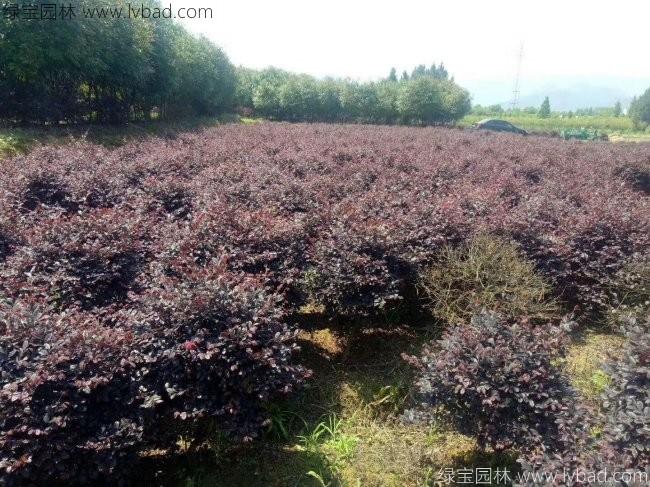 <a href='http://m.zishuwang.com.cn/qiuleizhiwu/3507.html' target='_blank'>紅花繼木球</a>