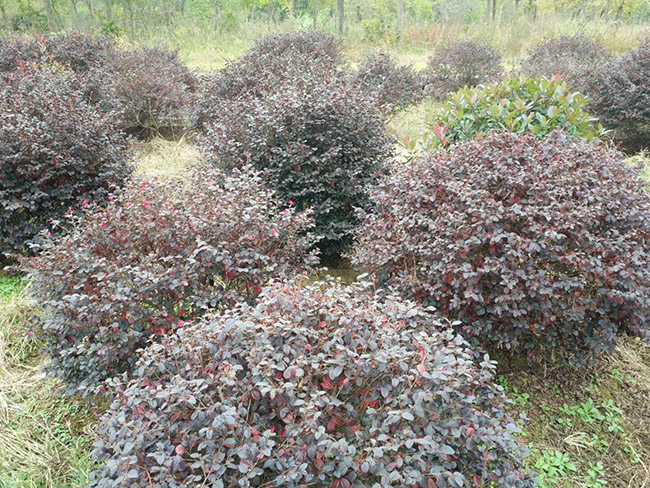 <a href='http://m.zishuwang.com.cn/yaocaizhongzi/2335.html' target='_blank'>紅花</a>繼木球