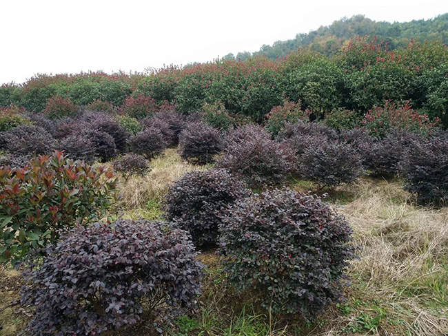 <a href='http://m.zishuwang.com.cn/dibeiguanmu/9770.html' target='_blank'>紅花繼木</a>球