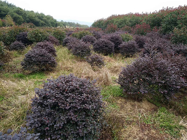 <a href='http://m.zishuwang.com.cn/qiuleizhiwu/3507.html' target='_blank'>紅花繼木球</a>
