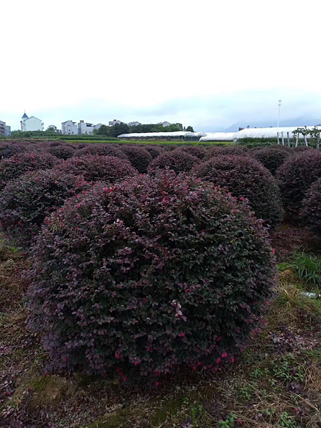 <a href='http://m.zishuwang.com.cn/yaocaizhongzi/2335.html' target='_blank'>紅花</a>繼木球