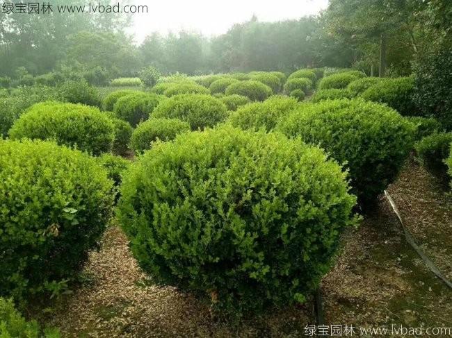 <a href='http://m.zishuwang.com.cn/linmuzhongzi/2215.html' target='_blank'>瓜子黃楊</a>球
