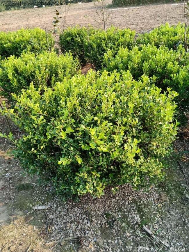 <a href='http://m.zishuwang.com.cn/linmuzhongzi/2215.html' target='_blank'>瓜子黃楊</a>球