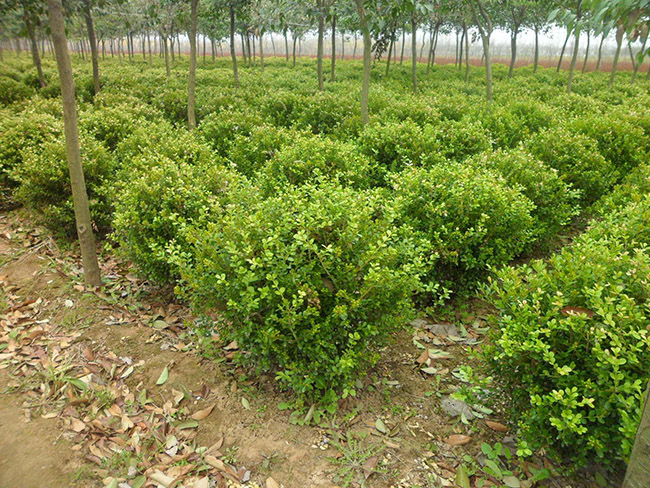 <a href='http://m.zishuwang.com.cn/linmuzhongzi/1764.html' target='_blank'>小葉黃楊</a>球