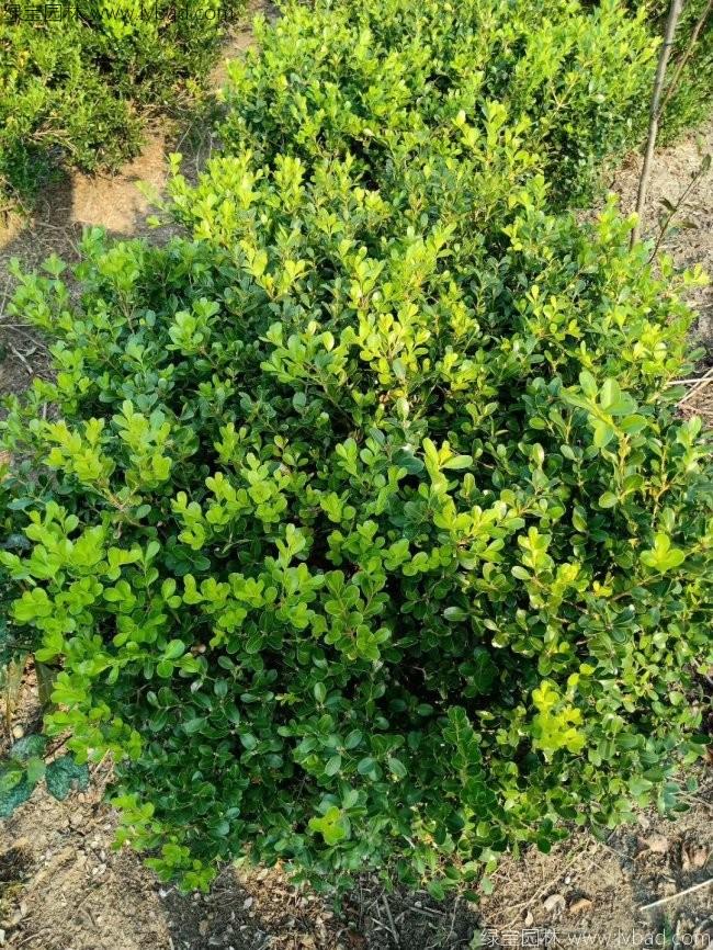 <a href='http://m.zishuwang.com.cn/linmuzhongzi/1764.html' target='_blank'>小葉黃楊</a>球