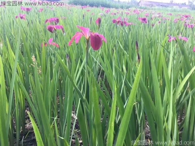 水生<a href='http://m.zishuwang.com.cn/caohuazhongzi/1578.html' target='_blank'>鳶尾</a>