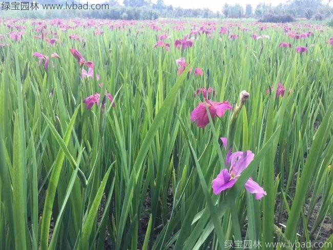 德國<a href='http://m.zishuwang.com.cn/caohuazhongzi/1578.html' target='_blank'>鳶尾</a>