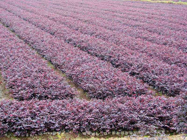 <a href='http://m.zishuwang.com.cn/dibeiguanmu/9770.html' target='_blank'>紅花繼木</a>