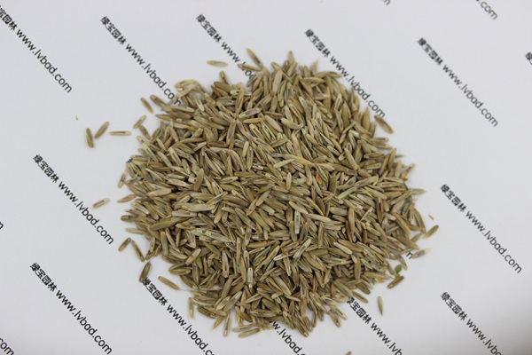 <a href='http://m.zishuwang.com.cn/caopingzhongzi/1678.html' target='_blank'>一年生黑麥草</a><a href='http://m.zishuwang.com.cn/' target='_blank'>種子</a>