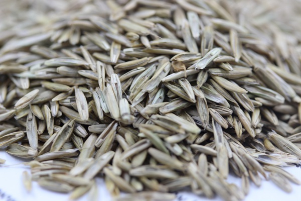 <a href='http://m.zishuwang.com.cn/caopingzhongzi/1678.html' target='_blank'>一年生黑麥草種子</a>