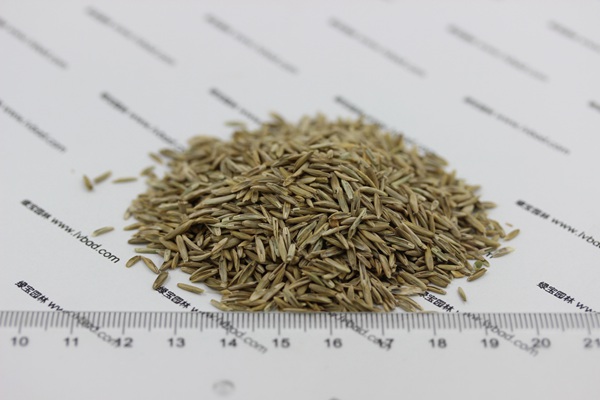 <a href='http://m.zishuwang.com.cn/caopingzhongzi/1678.html' target='_blank'>一年生黑麥草</a><a href='http://m.zishuwang.com.cn/' target='_blank'>種子</a>
