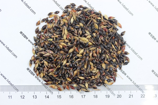 <a href='http://m.zishuwang.com.cn/mucaozhongzi/11.html' target='_blank'>蘇丹草種子</a>
