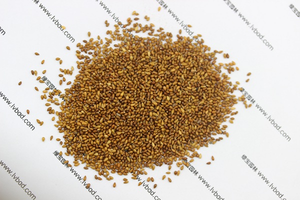 <a href='http://m.zishuwang.com.cn/caohuazhongzi/1618.html' target='_blank'>三色堇種子</a>