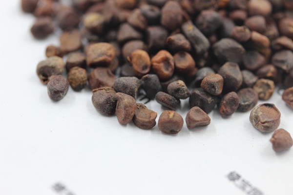 <a href='http://m.zishuwang.com.cn/caohuazhongzi/1591.html' target='_blank'>馬蘭種子</a>