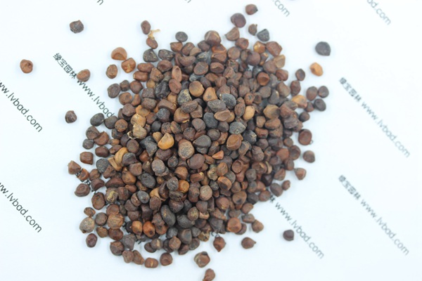 <a href='http://m.zishuwang.com.cn/caohuazhongzi/1591.html' target='_blank'>馬蘭</a><a href='http://m.zishuwang.com.cn/' target='_blank'>種子</a>