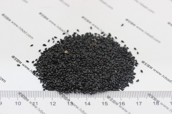 耬斗菜<a href='http://m.zishuwang.com.cn/' target='_blank'>種子</a>