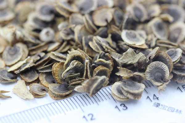 錦葵<a href='http://m.zishuwang.com.cn/' target='_blank'>種子</a>