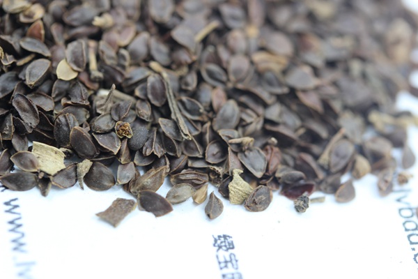 <a href='http://m.zishuwang.com.cn/caohuazhongzi/1078.html' target='_blank'>假龍頭</a><a href='http://m.zishuwang.com.cn/' target='_blank'>種子</a>