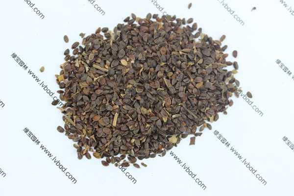 <a href='http://m.zishuwang.com.cn/caohuazhongzi/1078.html' target='_blank'>假龍頭</a><a href='http://m.zishuwang.com.cn/' target='_blank'>種子</a>